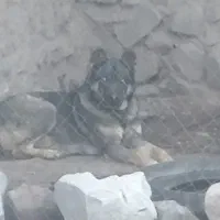 سگ نژاد هاسکی نر ده ماهه