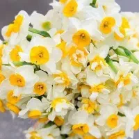 خط فروشی 0933/336/4847