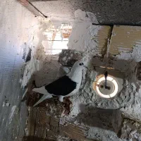 ۵ تا کفتر هوایی