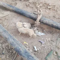 جفت سگ پا کوتاه برای فروش قیمت توافقی