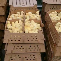 فروش مستقیم جوجه گوشتی مرغداری یکروز انواع نژاد