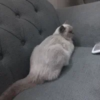 گربه هیمالین ماده معاوضه