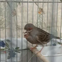 یک عدد قناری ماده کاملا آماده جفت لونه گرم میکنه|پرنده|مریوان, |دیوار