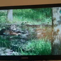 تلویزیون سامسونگ.۴۳ اینچ .ال سی دی.فلش خور .سالم|تلویزیون و پروژکتور|میانه, |دیوار