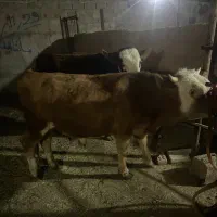 ۲ راس گوساله نر سمینتال|حیوانات مزرعه|کرمان, |دیوار