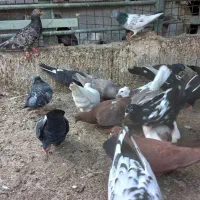 کبوتر|پرنده|اهواز, زرگان|دیوار