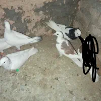 یک بم کفتر پرشی