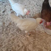 مرغ و خروس مینیاتوری