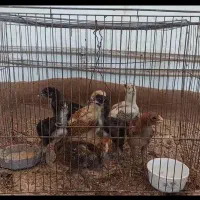جوجه لاری درجه ۱
