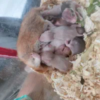 همستر بهترین رنگ ۳۰ دونه|موش و خرگوش|مشهد, بهاران|دیوار