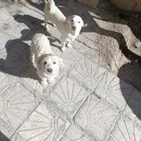 جفت سگ پا کوتاه نر ومادخ