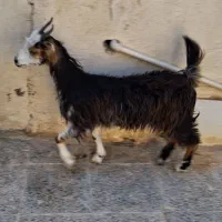 فروش بزغاله چی