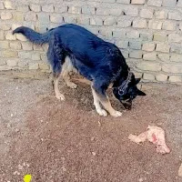 سگ ژرمن|سگ|تربت‌حیدریه, آغوی|دیوار