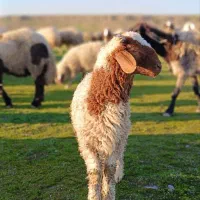 گوسفند زنده بره نرینه قلم آبی به ضمانت نصف گوشت