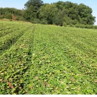 نهال توت فرنگی