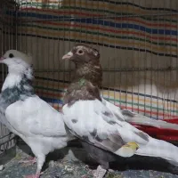 کبوتر سینه ای|پرنده|بروجن, |دیوار