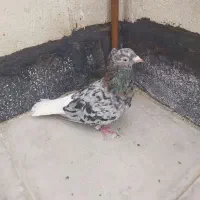 کفتر هفرنگ دم سفید ماده