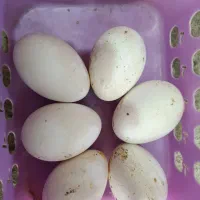 6عدد‌تخم‌قوقاز‌