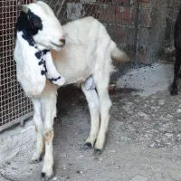 بزغاله نر|حیوانات مزرعه|گرگان, |دیوار