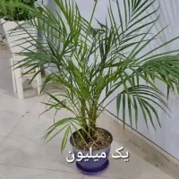 گل و گلدان|گل و گیاه طبیعی|اهواز, سیصد دستگاه|دیوار