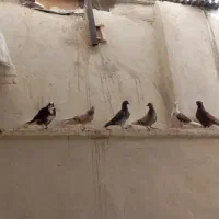 کفتریاکبوتر|پرنده|صباشهر, |دیوار