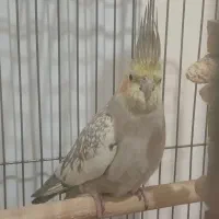 عروس هلندی ماده تخم گذار