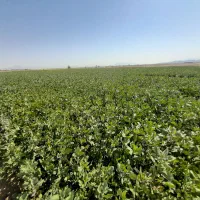 نهال پسته . پسته. نهال|خدمات باغبانی و درختکاری|بوئین زهرا, |دیوار