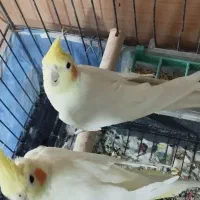 3 تا  عروس به قیمت|پرنده|فردیس, شهرک ارم|دیوار