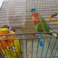 طوطی برزیلی