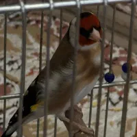 سهره