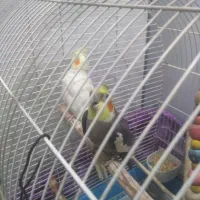 یک جفت عروس هلندی