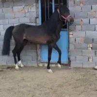 نریان کرد ۳ سالو نیم