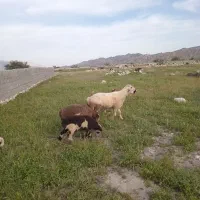 قوچ|حیوانات مزرعه|گله دار, |دیوار