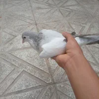 کفتر افغانی چپ