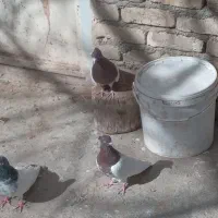 کبوتر کله ای|پرنده|سیلاخور, |دیوار