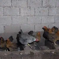 مرغ محلی تخم گذار