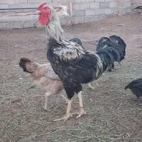 خروس لاری