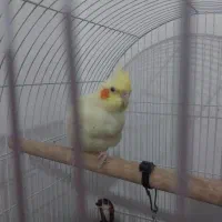 عروس نر و ماده|پرنده|لنگرود, |دیوار