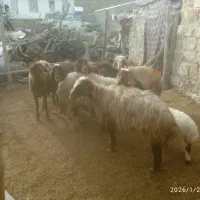 گوسفند و بره