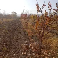 فروش باغ نقلی