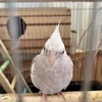 ی جفت عروس البینو ودوکت|پرنده|نسیم‌شهر, |دیوار