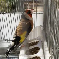 سهره کت صلیبی ذات دار