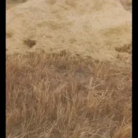دوانبارکاه گندم