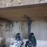 جفت پاکستانی