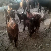 فروش ۴۵ راس بز ترکی یکدست کهره دار و میش