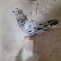 کفتر