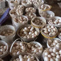 جوجه۱روزه|حیوانات مزرعه|اهواز, پردیس|دیوار