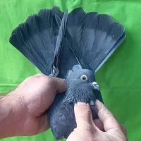 گرفتنی ۸تا یکجا|پرنده|تهران, مولوی|دیوار