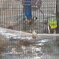 سهره نر|پرنده|شهر ری, شهرری|دیوار