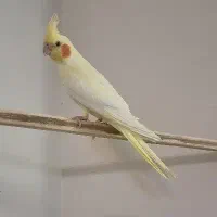 عروس هلندی‌دستی وسخنگو